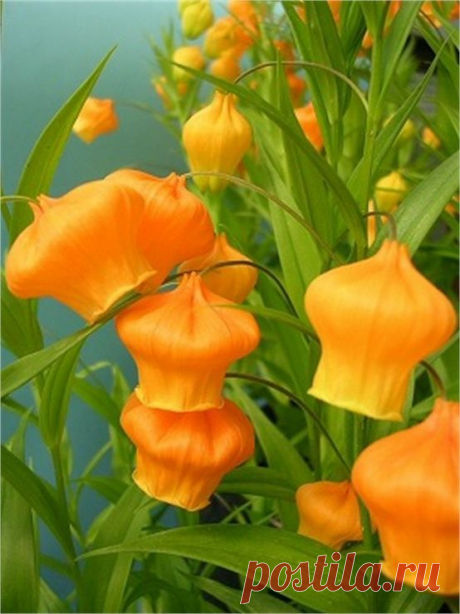 Sandersonia aurantiaca'......Chinese Lantern Lily or Christmas Bells