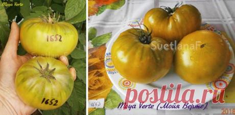 12 сортов очень сладких томатов – рекомендуют коллекционеры