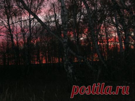 закат,берёзовая роща