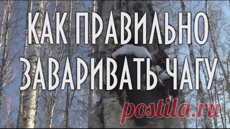 Как правильно заваривать чагу, березовый гриб, чага