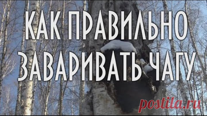 Как правильно заваривать чагу, березовый гриб, чага