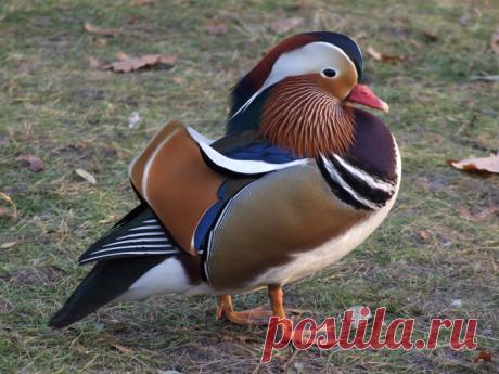 Очень красивая утка =мандаринка!