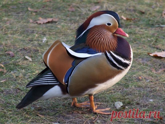 Очень красивая утка =мандаринка!