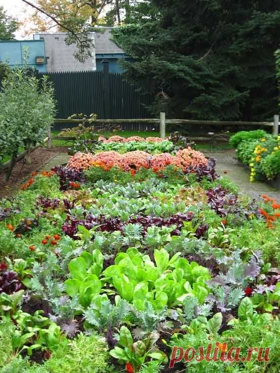 Красота на огородах — 6 соток