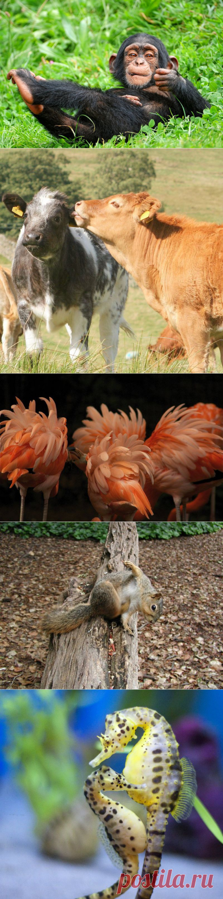 Факты о животных, которые поднимут вам настроение :  НОВОСТИ В ФОТОГРАФИЯХ