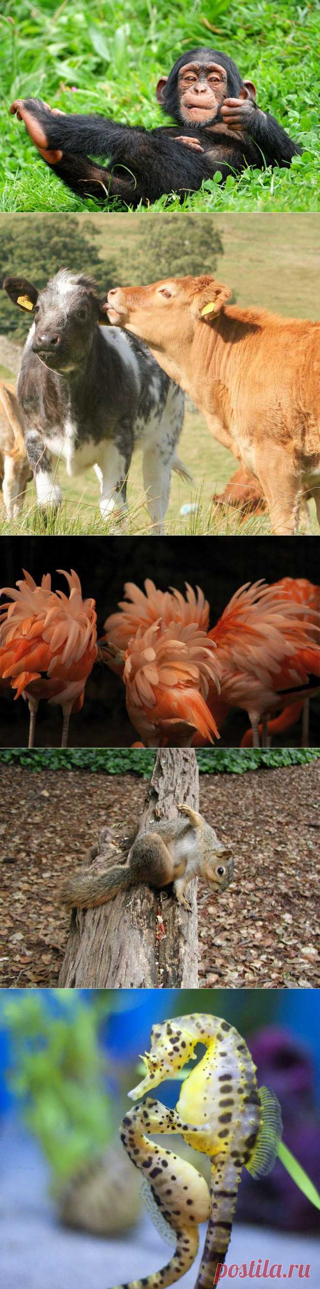 Факты о животных, которые поднимут вам настроение :  НОВОСТИ В ФОТОГРАФИЯХ