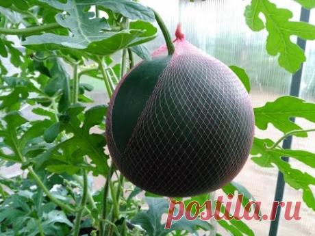Арбуз Огонёк. Результат посадки в теплице на севере.