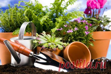 Чем подкормить герань, чтоб она радовала своим цветом