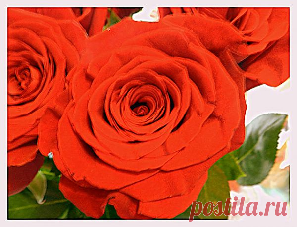 цветы - Наталия Костелова - Веб-альбомы Picasa