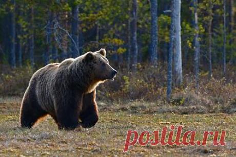 Медведи за месяц убили двух туристов в российском природном парке. В российском природном парке «Ергаки», где медведь напал на туристов из Москвы и убил одного из них, раньше уже происходили смертельные нападения хищника. Директор парка Игорь Грязин напомнил, что за месяц это уже второй случай убийства медведем туриста. Здесь же в июне погиб подросток, работавший помощником туристов.