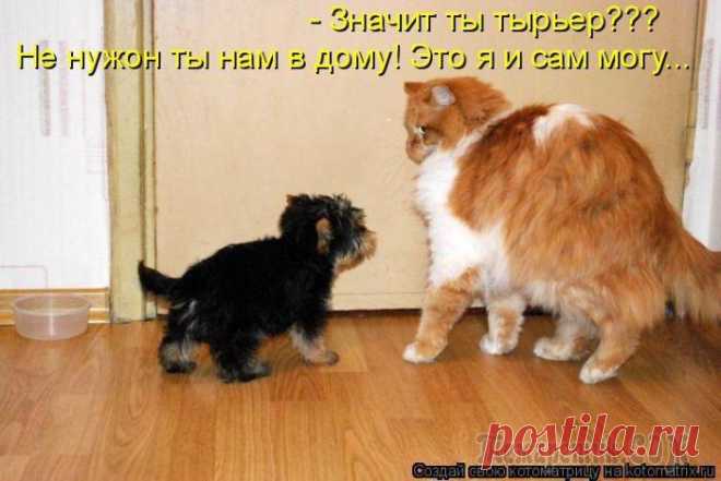 ТЫРИТЬ Я И САМ МОГУ...