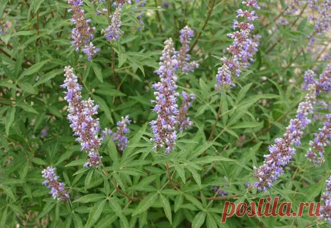 Женские проблемы

В жизни женщины гормоны определяют многое: начиная с того, как она себя чувствует, заканчивая тем, как она выглядит. Лишь при нормальном уровне гормонов возможны регулярный менструальный цикл, беременность, а кроме того, и привлекательный внешний вид со всеми его составляющими — нормальным весом, чистой кожей, здоровыми и красивыми волосами. Следствием сбалансированного гормонального фона являются также легко протекающие «критические дни» и слабо выраженный ПМС.