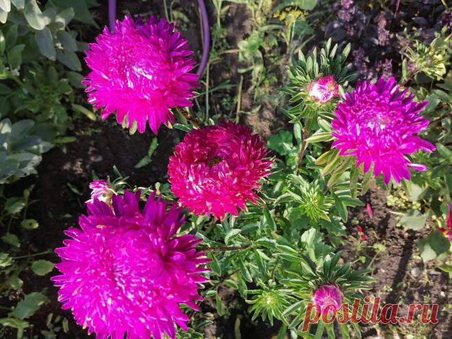 Семь причин держать дачу, даже если это невыгодно | Городская деревенщина | Яндекс Дзен