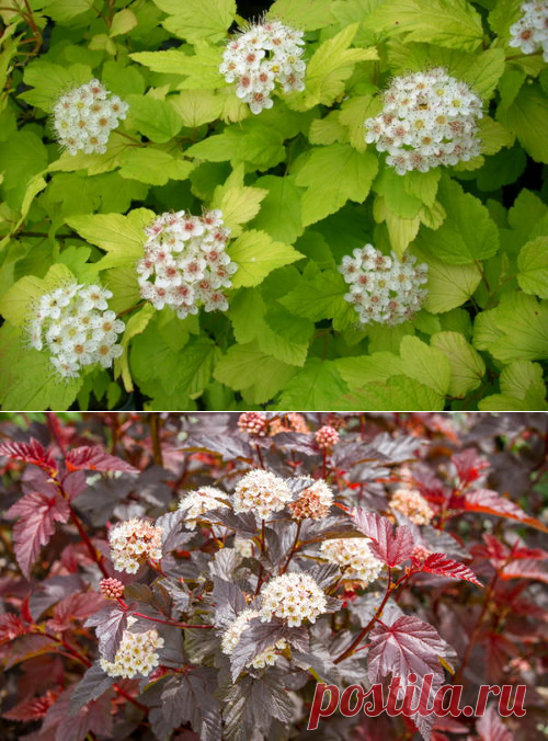 Пузыреплодник: сорта, посадка, размножение, уход