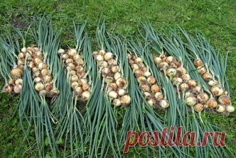 Советы для отличного урожая лука