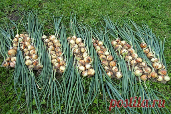 Советы для отличного урожая лука