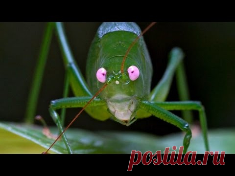 Ах Эта Дикая Природа! В Кругу Друзей — социальная сеть