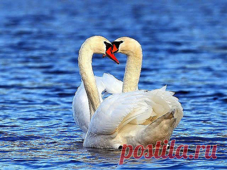 •°”˜”°•ღ•°”˜”°•ღ
Учитесь верности у лебедей!
Любите так, как любят эти птицы!
Ведь если взять вселенную, ни с чем…
Любовь такая не сравнится.

Они не люди, но какая стать,
Какая нежность, преданность друг другу.
Их чувство невозможно передать,
Оно подобно истинному чуду!

Ну как не чудо? ведь всегда вдвоем,
Крылом к крылу в красивом оперенье
Они скользят по чистому пруду.
Божественны! Остановись мгновенье!

А преданность? Ведь если роковой
Наступит час — один погибнет,
То ...