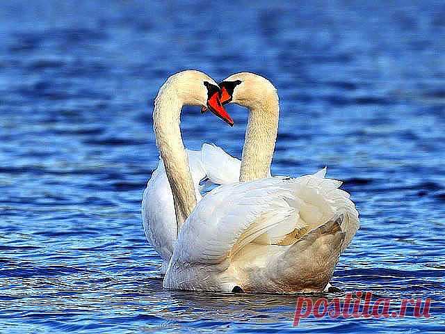 •°”˜”°•ღ•°”˜”°•ღ
Учитесь верности у лебедей!
Любите так, как любят эти птицы!
Ведь если взять вселенную, ни с чем…
Любовь такая не сравнится.

Они не люди, но какая стать,
Какая нежность, преданность друг другу.
Их чувство невозможно передать,
Оно подобно истинному чуду!

Ну как не чудо? ведь всегда вдвоем,
Крылом к крылу в красивом оперенье
Они скользят по чистому пруду.
Божественны! Остановись мгновенье!

А преданность? Ведь если роковой
Наступит час — один погибнет,
То ...