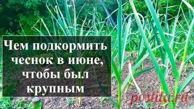Подкорми чеснок в июне этим и увидишь каким огромным он вырастет