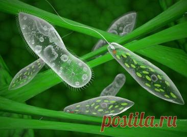 Значение простейших (доклад-сообщение, скачать) | PortalBio