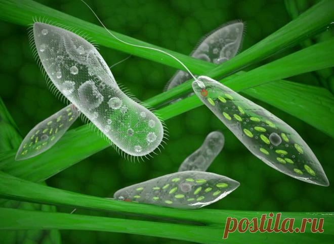 Значение простейших (доклад-сообщение, скачать) | PortalBio