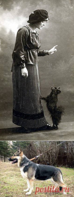 Просто собаки – Блог. Run, пользователь Марина Николаева | Группы Мой Мир