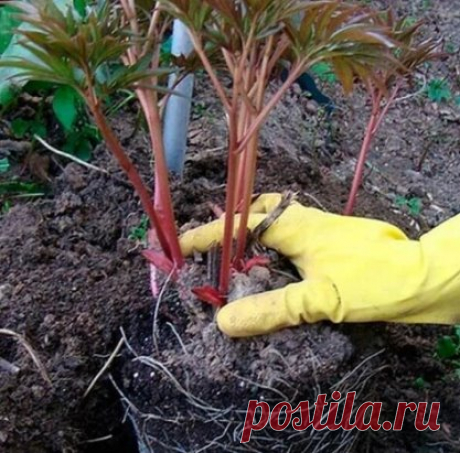 СОВЕТЫ ПО ПЕРЕСАДКЕ ПИОНОВ