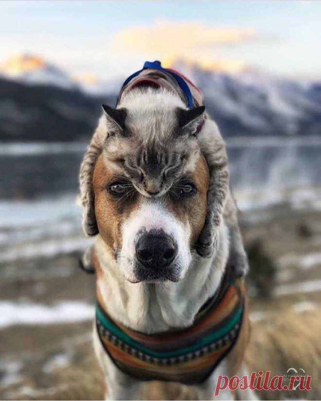 Друзья не смотря ни на что