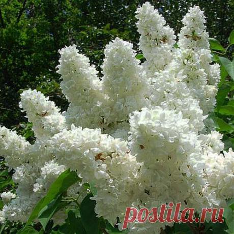 КАЛЕНДАРЬ ОБРЕЗКИ.