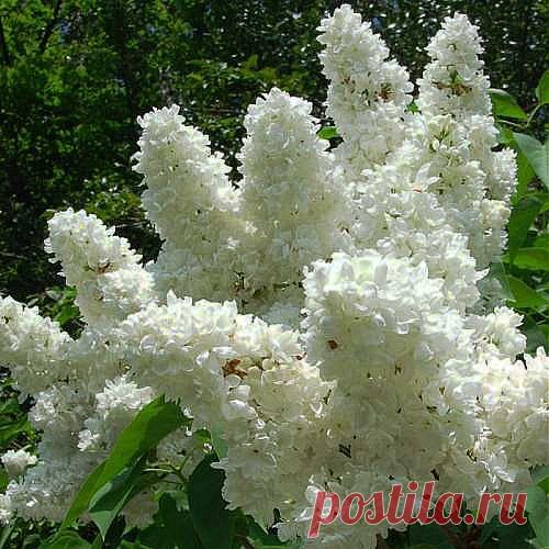 КАЛЕНДАРЬ ОБРЕЗКИ.