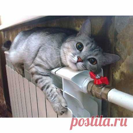 Gallery.ru / Умора! - miroslava388
