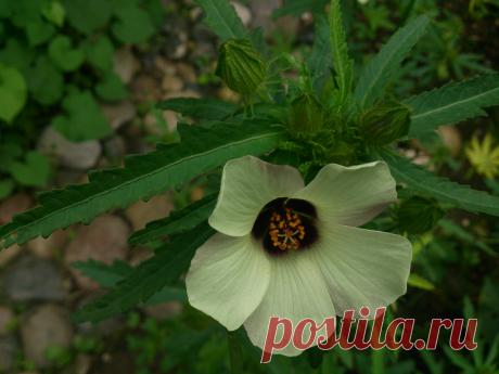 Гибискус тройчатый&quot; Китайский доктор&quot; Однолетник.
Гибискус обладает антибиотическими свойствами в отношении золотистого стафилаккока,отхаркивающее действие,потогонным и мочегонным свойством,кожный зуд,дерматиты.