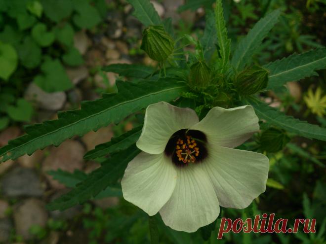 Гибискус тройчатый" Китайский доктор" Однолетник.
Гибискус обладает антибиотическими свойствами в отношении золотистого стафилаккока,отхаркивающее действие,потогонным и мочегонным свойством,кожный зуд,дерматиты.