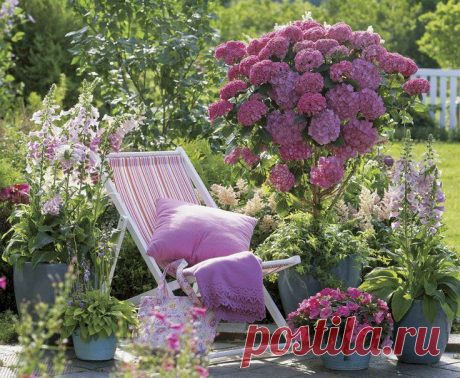hydrangea tree