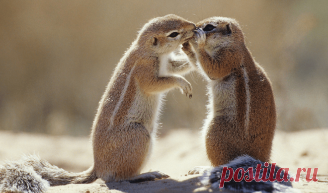 Пуси-пуси юмор для девушек и женщин. Подборка прикольных картинок и фото №ofigennaja-07230713052020 | Офигенная