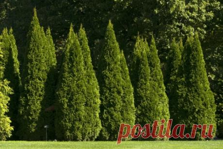 Растения - заменители - Садоводка