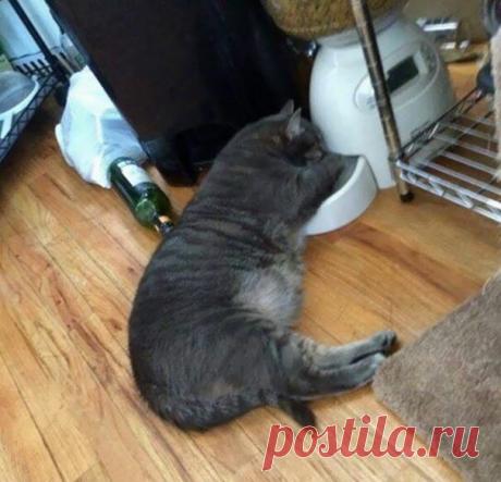 Кототерапия. Подборка забавных фото котов для хорошего настроения. Улыбнитесь! )) | Мечтательная кошка | Яндекс Дзен