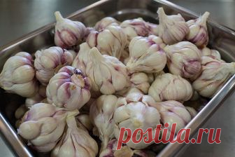 Маринованный чеснок быстрого приготовления Заготовка чеснока