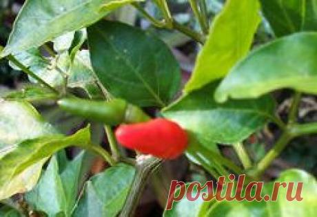 Самые полезные овощи | vita-jizn.net
Самые полезные овощи всегда должны быть у нас на столе. Для того чтобы сохранить здоровье и молодость, нужно обязательно есть самые полезные овощи!

Овощи — один из самых ценных источников витаминов, антиоксидантов, микро и макроэлементов, органических кислот,  а также клетчатки для нашего организма. Главное, что многие из них доступны нам круглый год.
Как правильно выбрать оливковое масло. Полезные свойства картофеля и много другого...