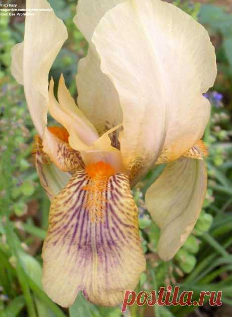 TB Iris germanica 'Gold Fish' (Wareham, 1925)  |  Найдено на сайте pics.davesgarden.com.