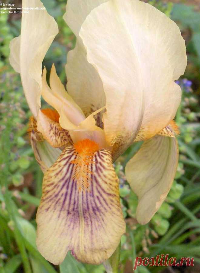 TB Iris germanica 'Gold Fish' (Wareham, 1925)  |  Найдено на сайте pics.davesgarden.com.