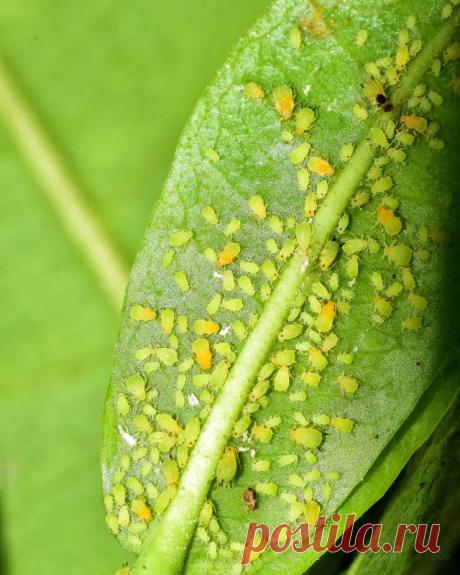 Безопасные способы избавиться от тли в саду и на огороде — Домашние заботы