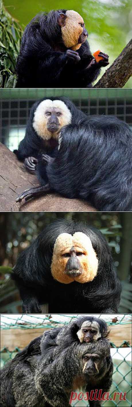 Саки | Удивительный мир природы