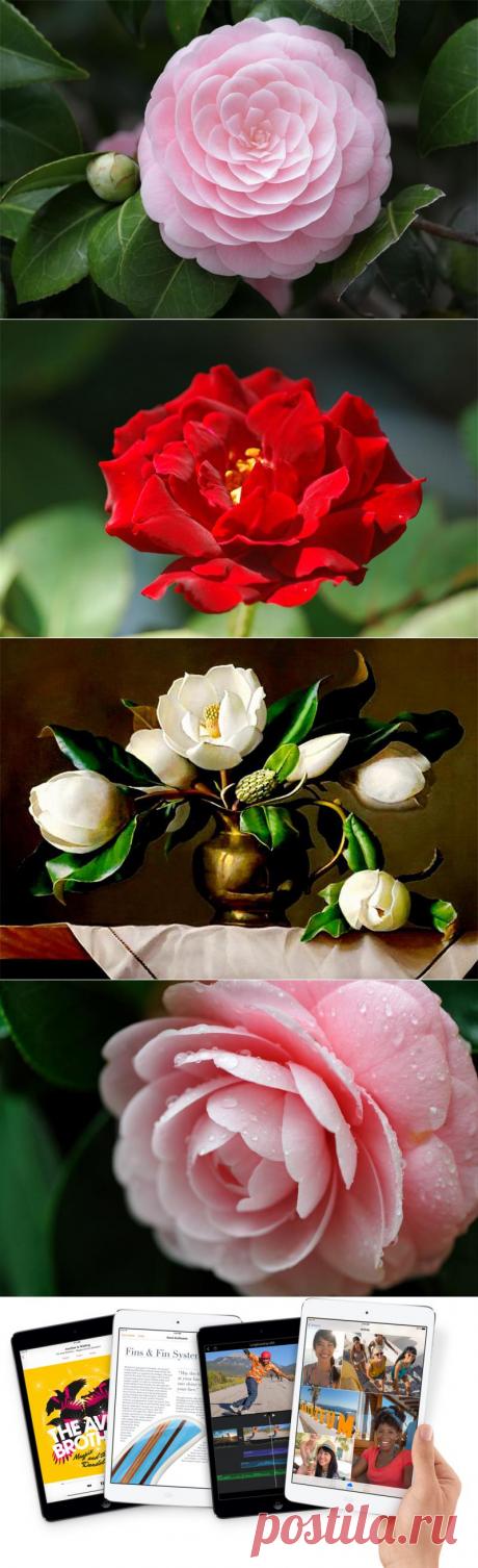 Прекрасная Камелия — Воротила