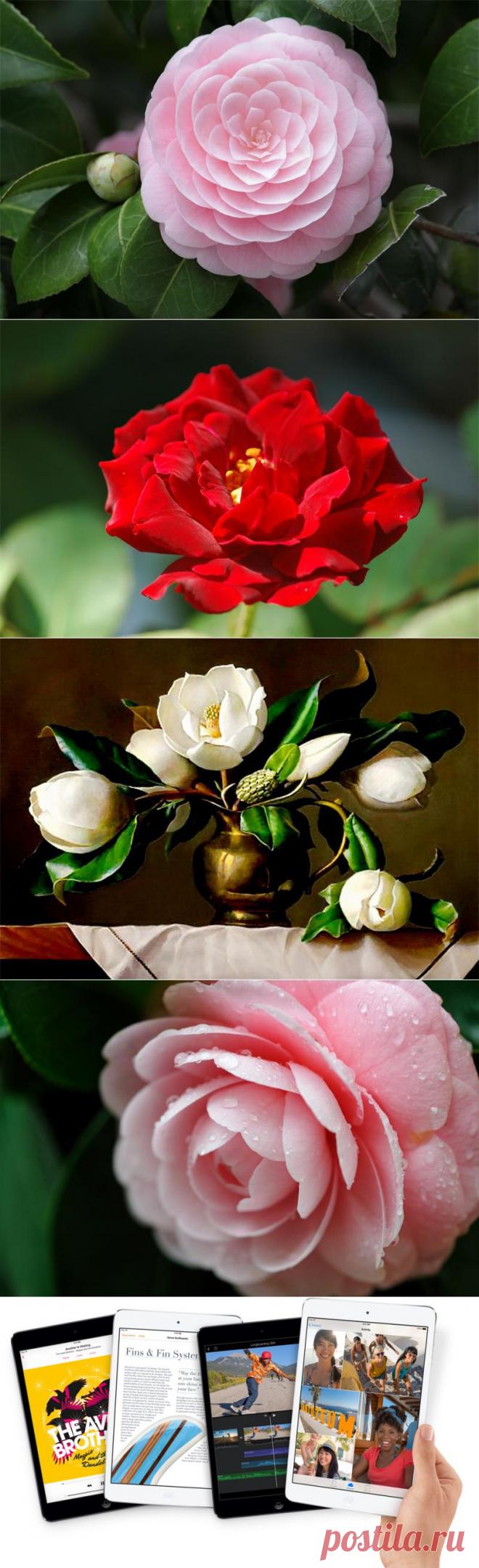 Прекрасная Камелия — Воротила