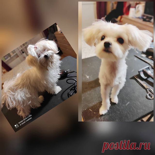 Наталия: Нет колтунам!!!))