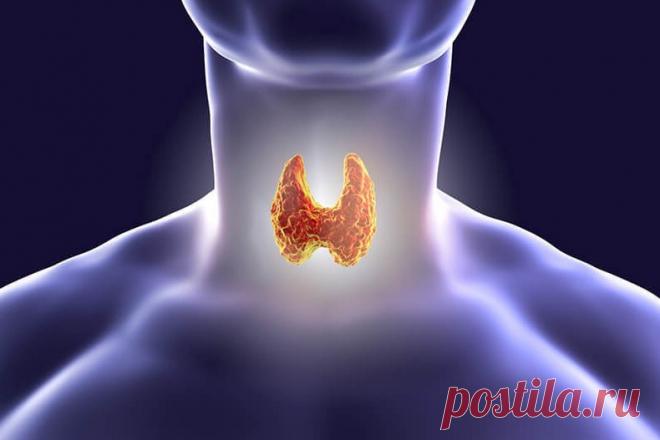 Домашний способ проверить щитовидку | Журнал 