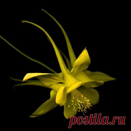 Чарующие цветы от фотографа Магды Индиго
