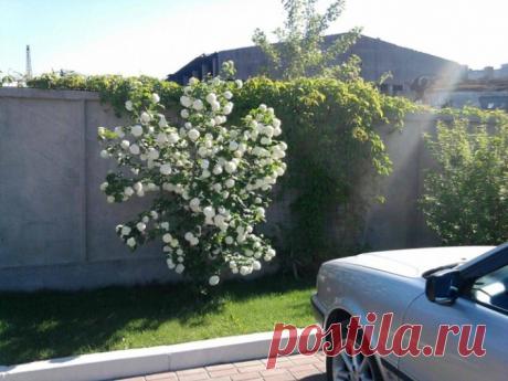 Калина Бульденеж — выращивание и уход | Загородный Дизайн: идеи и советы для дома и дачи